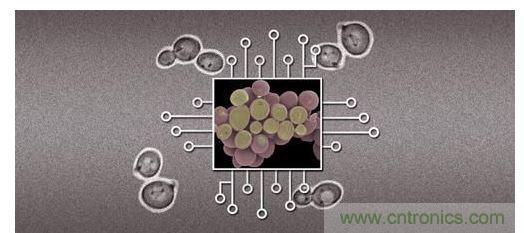 酵母菌(中)就像電子組件般的互連在一起，只不過這些細(xì)胞并非透過電線交流，而是經(jīng)由僅能以適當(dāng)接受器注入細(xì)胞的化學(xué)藥物進(jìn)行互動(dòng)。