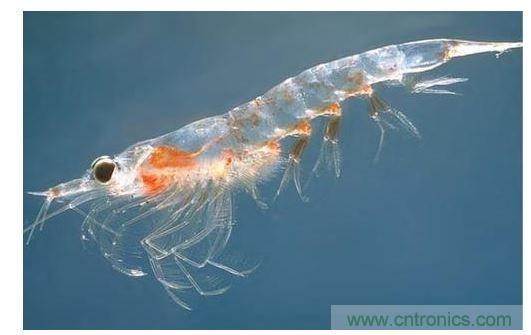 可大量供應(yīng)的普通蝦殼中含有開發(fā)高效率有機太陽能電池所需的成份。