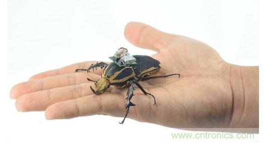 研究人員觀察手中的花甲蟲及其背包等細節(jié)。