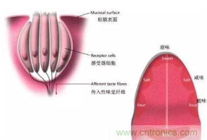 仿生傳感器的定義、原理、分類及應(yīng)用
