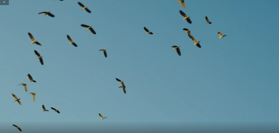 世界濕地日：海康威視攜手一個(gè)地球自然基金會，在上海守護(hù)這個(gè)重要“驛站”