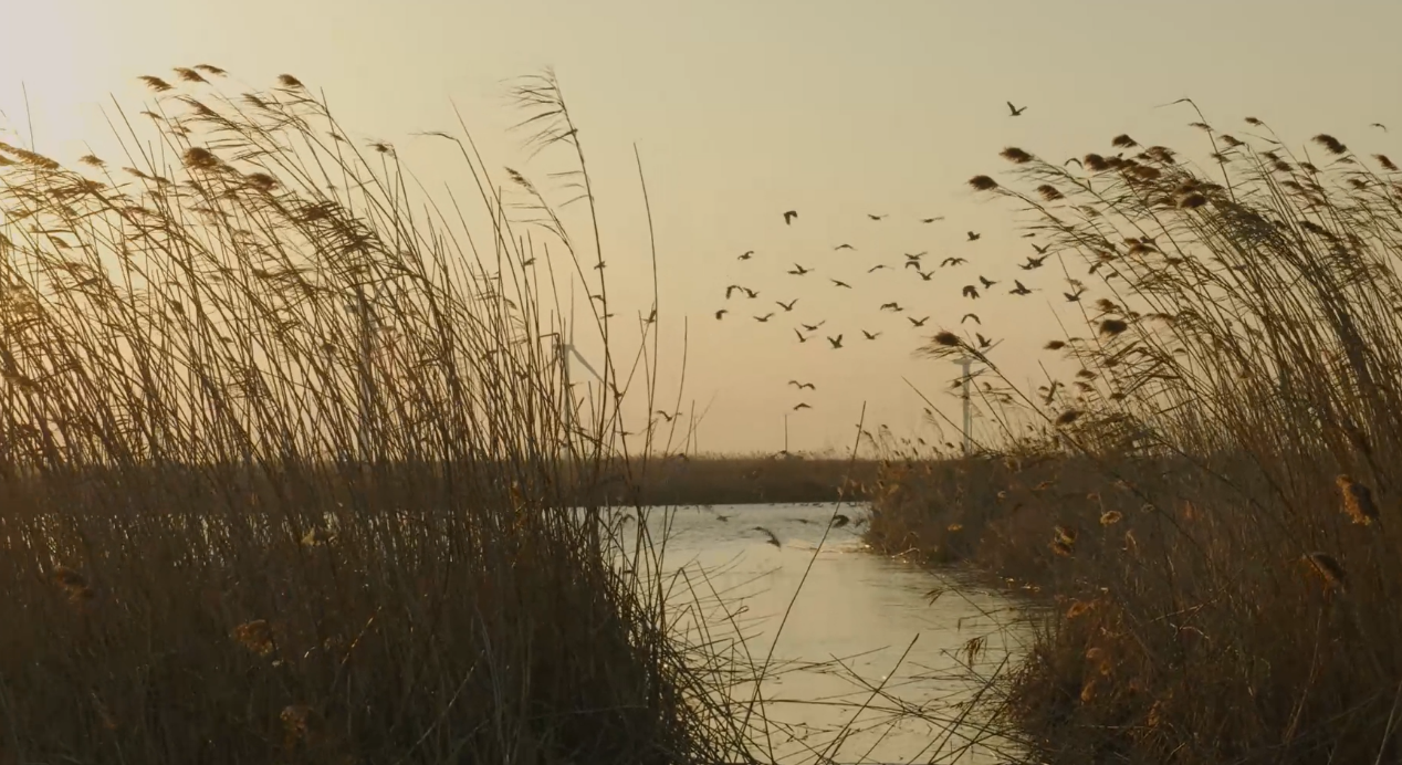 世界濕地日：海康威視攜手一個(gè)地球自然基金會，在上海守護(hù)這個(gè)重要“驛站”